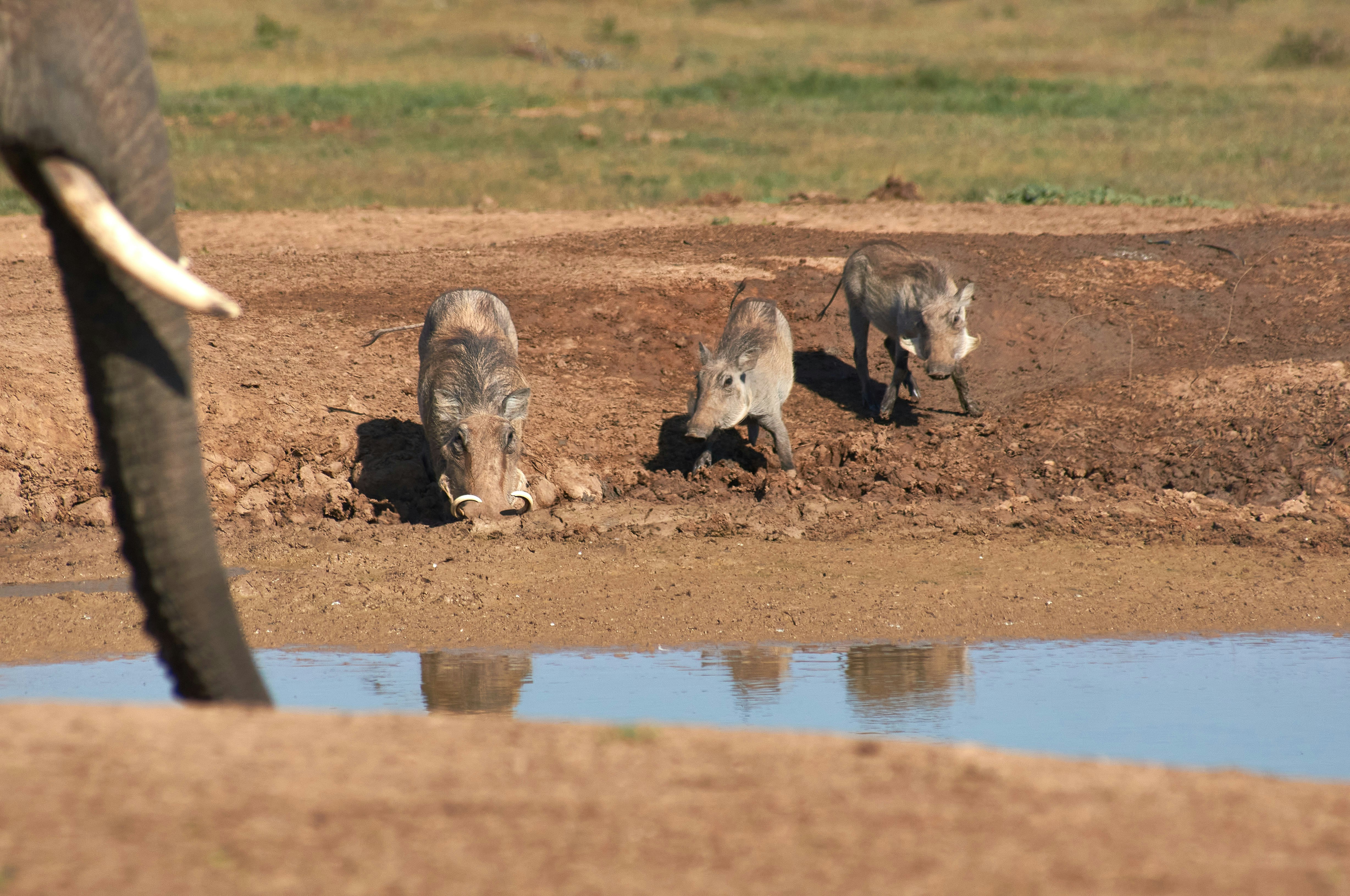 brown and black animals on brown field during daytime